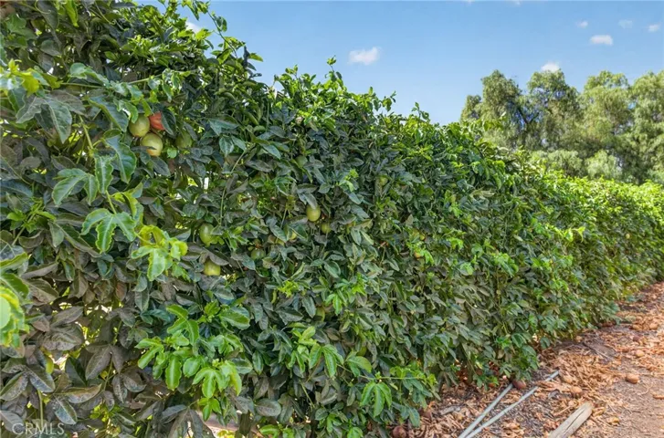 passionfruit trees