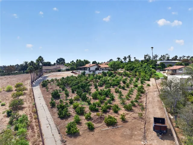over 250+ avocados!
