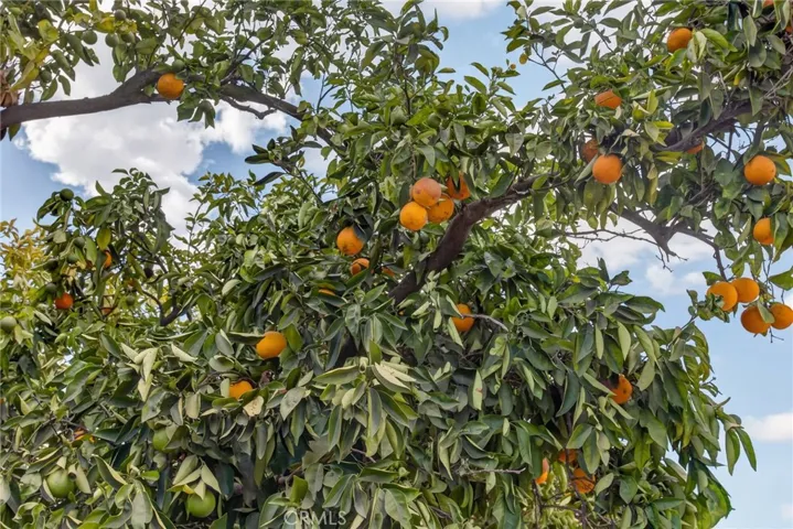 citrus trees