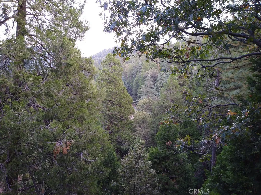 Forest View 2