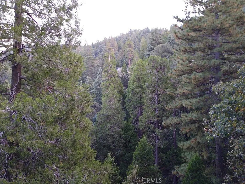 Forest View 4