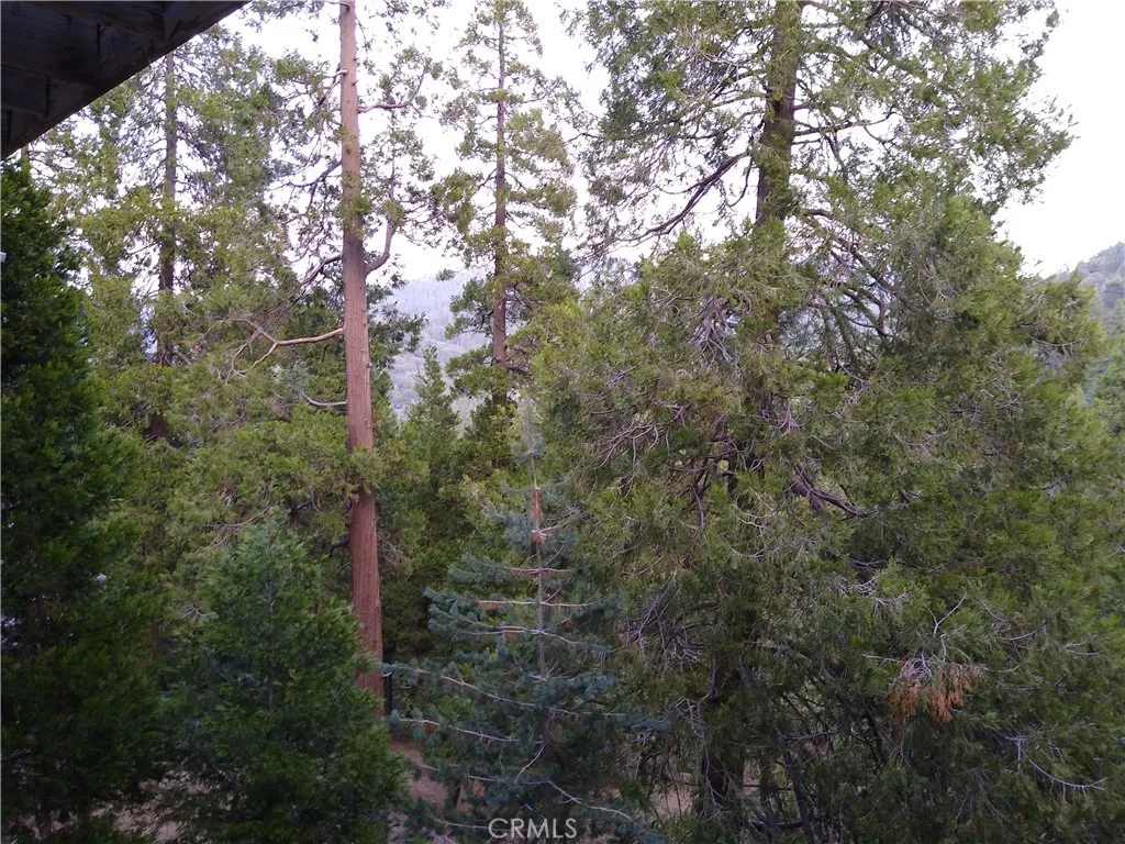 Forest View 1