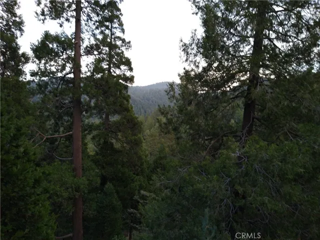 Forest View 3