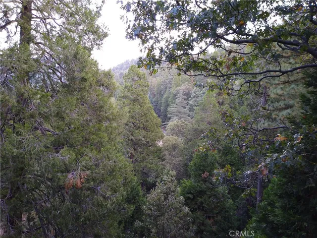 Forest View 2