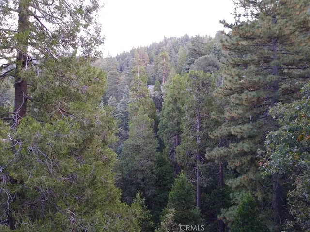 Forest View 4