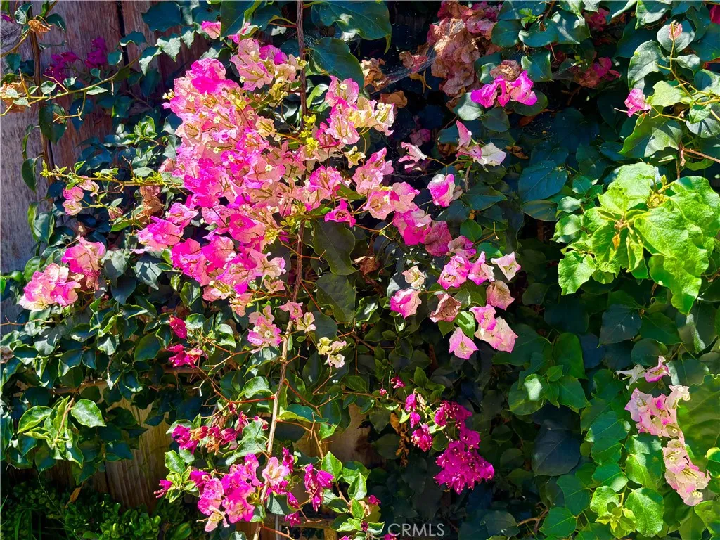 Bougainvillea Bougainvillea