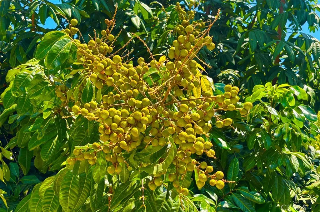 Longan Fruit Tree Longan Fruit Tree