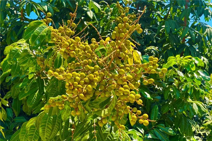 Longan Fruit Tree