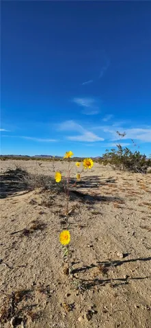 800 Valle Vista Rd., 29 Palms, California 92277 — photo 5