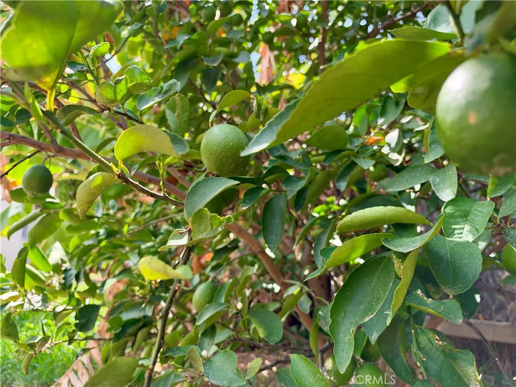 Mature lime tree Mature lime tree