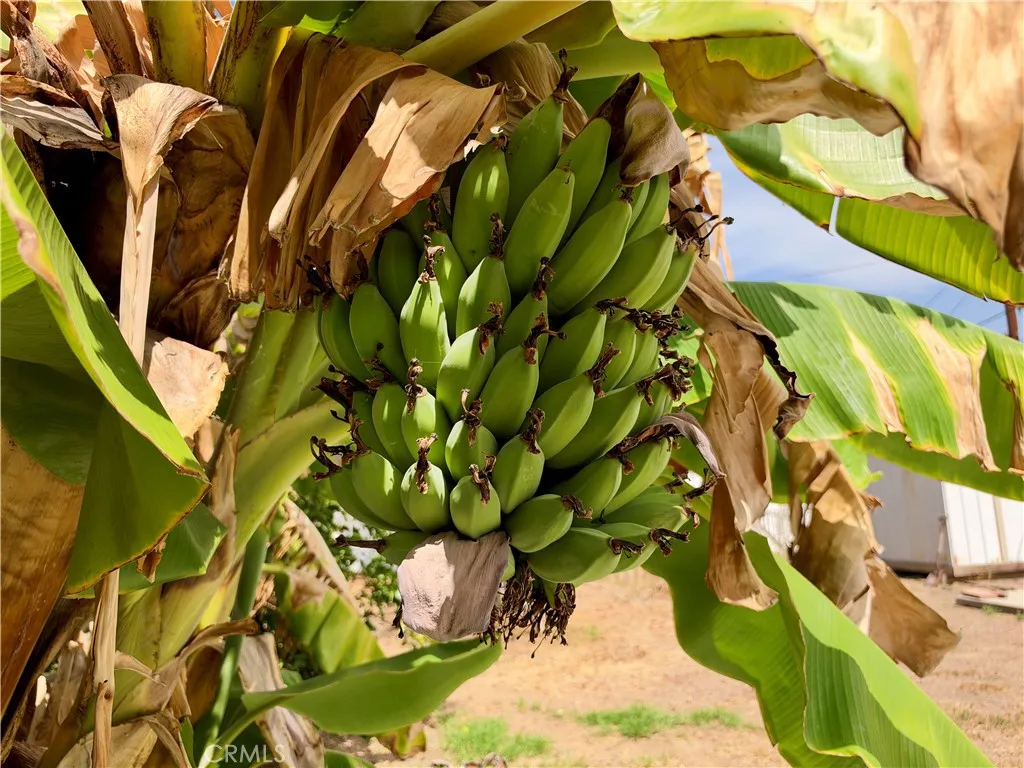 Mature banana tree Mature banana tree