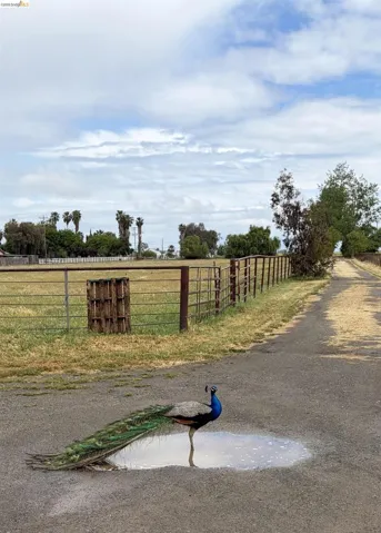 8500 Byron Hwy, Brentwood, California 94513 — photo 5