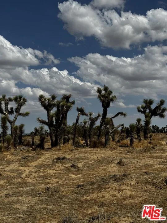 oshua Trees with White Clouds