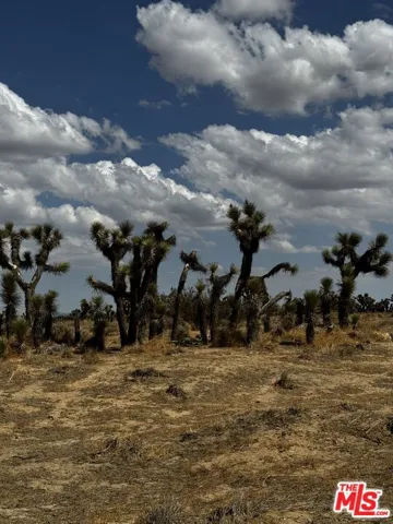 oshua Trees with White Clouds