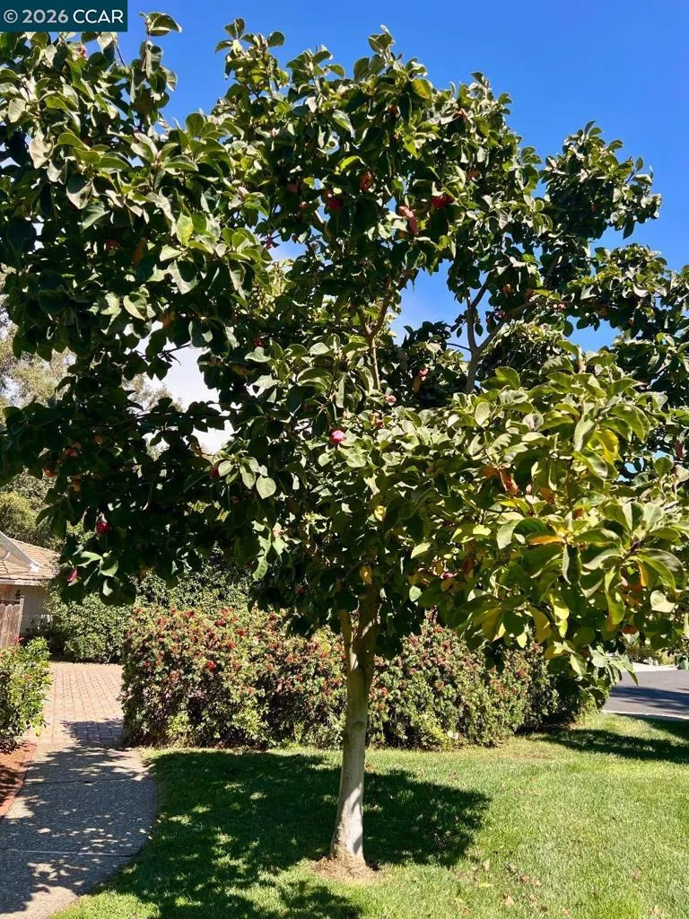 Tree in Front