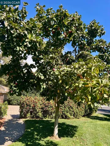 Tree in Front