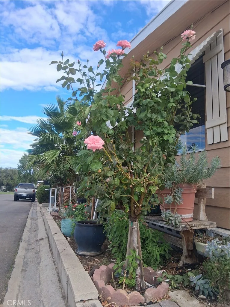 front yard