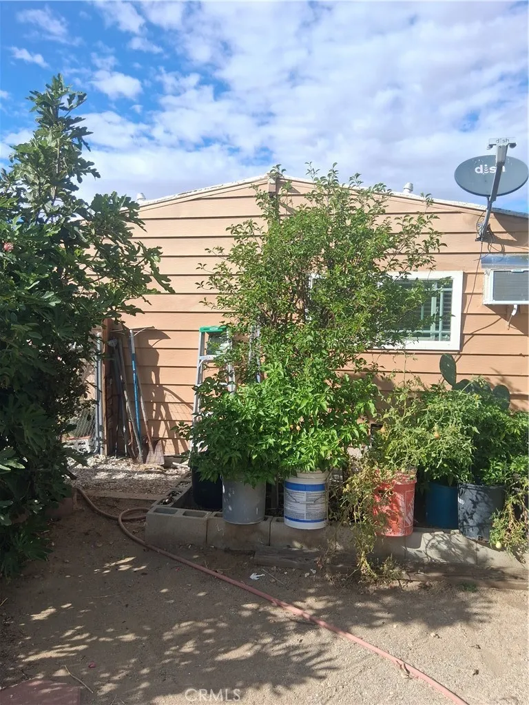back yard