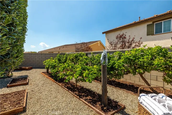 Grape vines and fruit trees. Self water system.