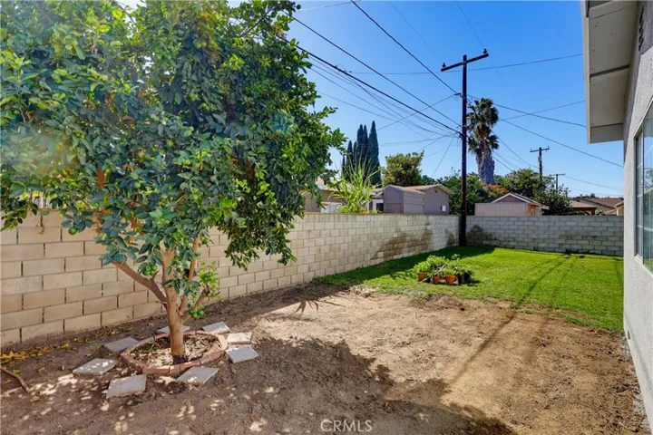 Backyard and Lime Tree