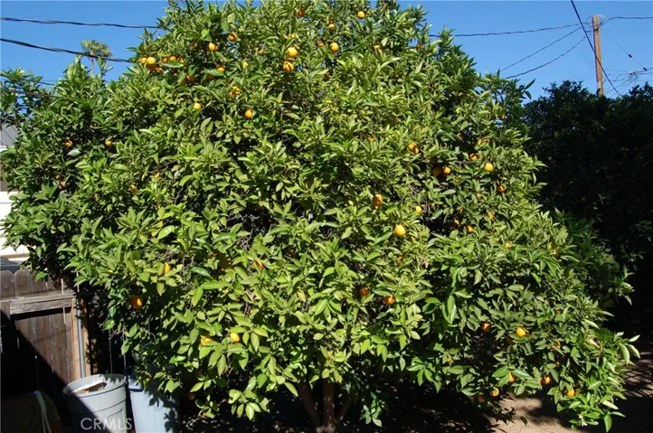 ORANGE TREE