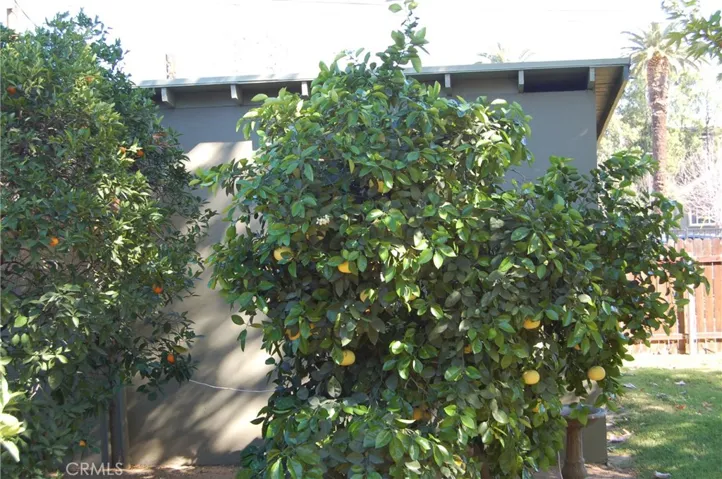 GRAPEFRIUT TREE