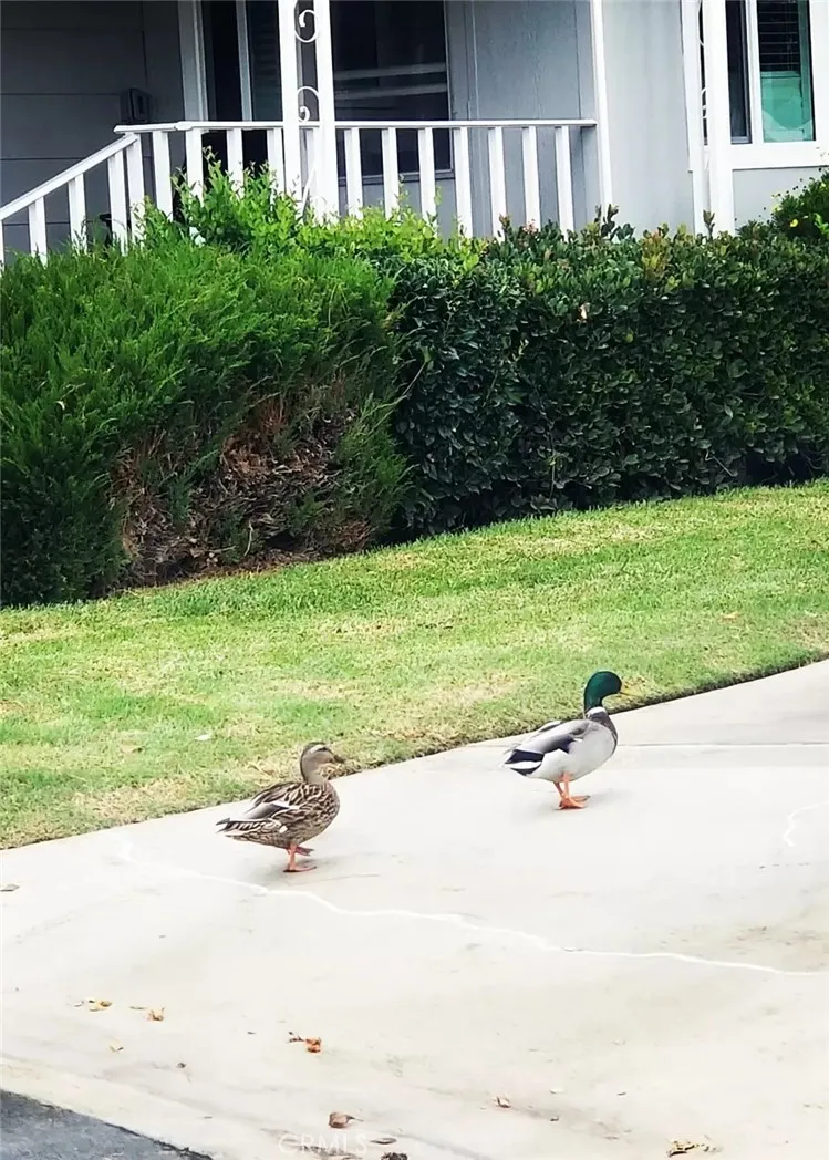 Our Little Friends!