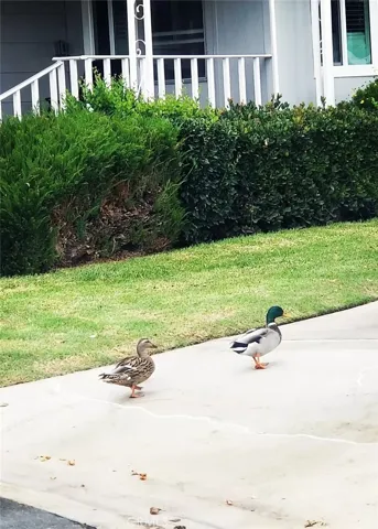 Our Little Friends!