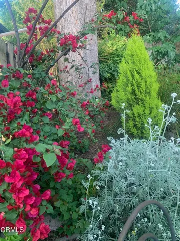 garden 3