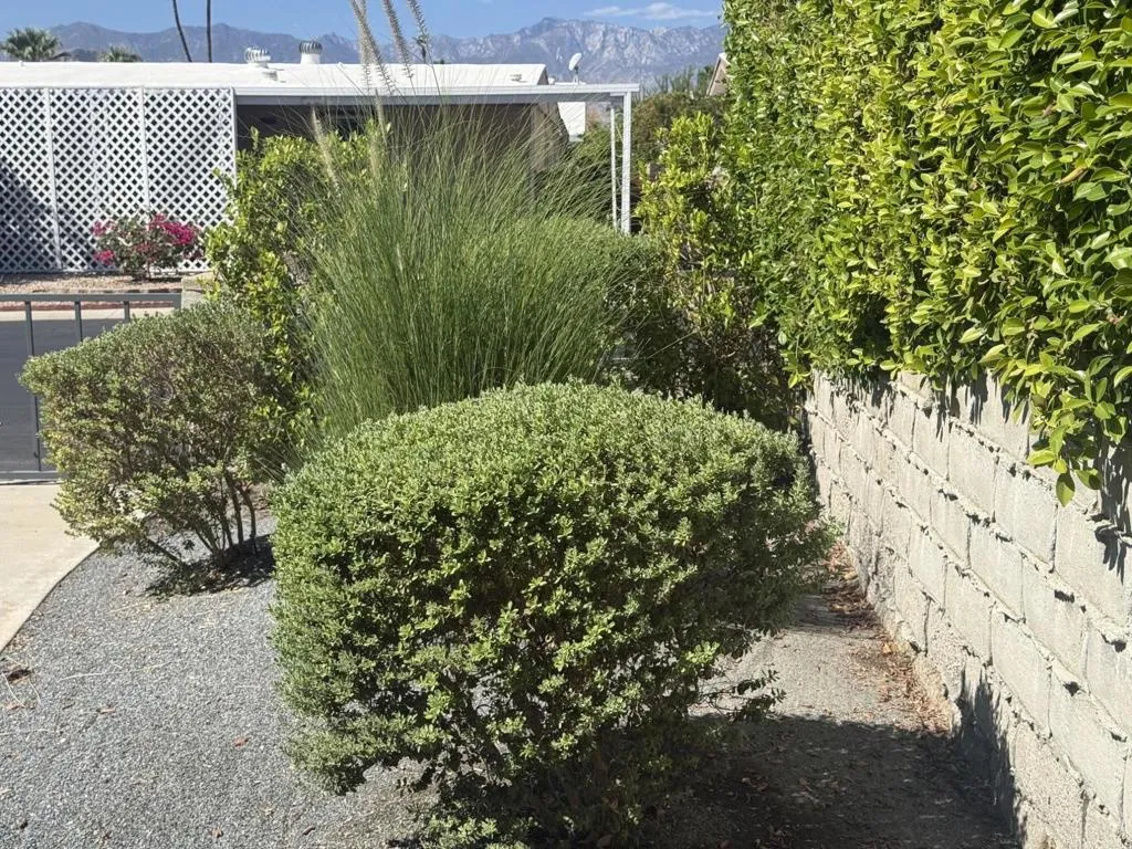 Front yard