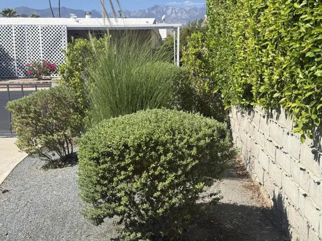 Front yard