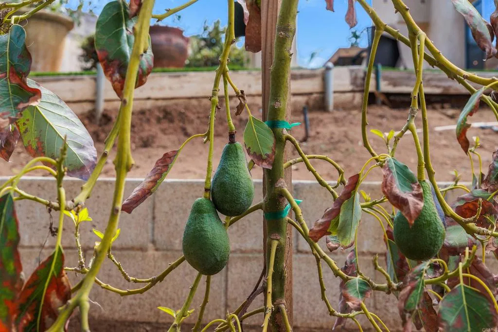 Avocado Tree