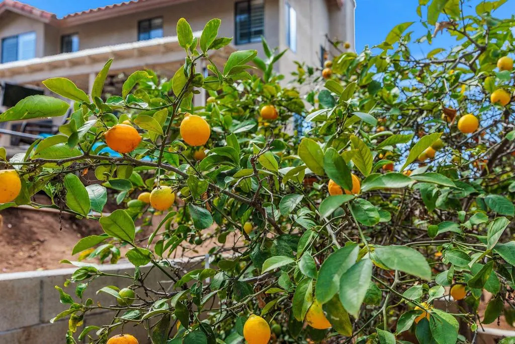 Citrus trees