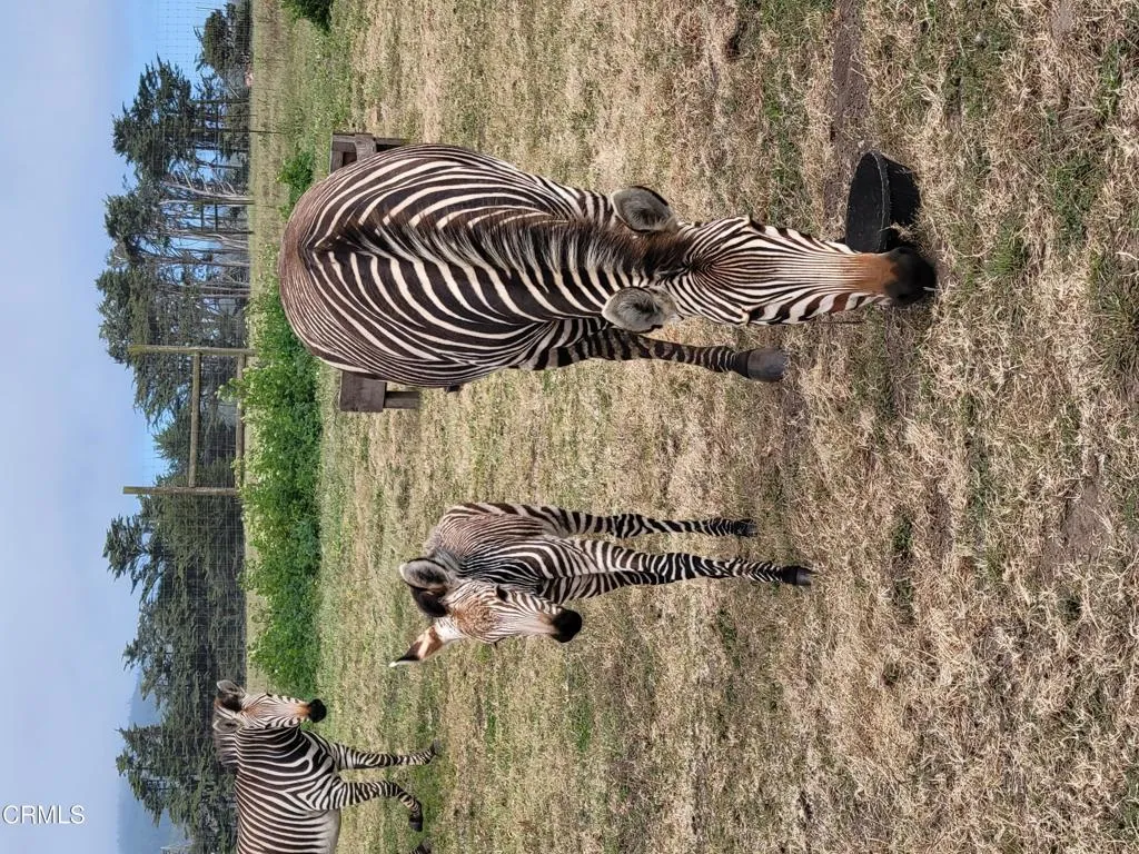 Zebra @ B Bryan Zebra @ B Bryan