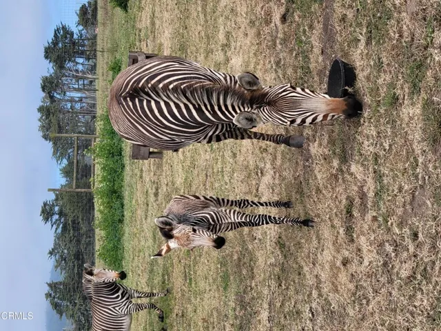 Zebra @ B Bryan