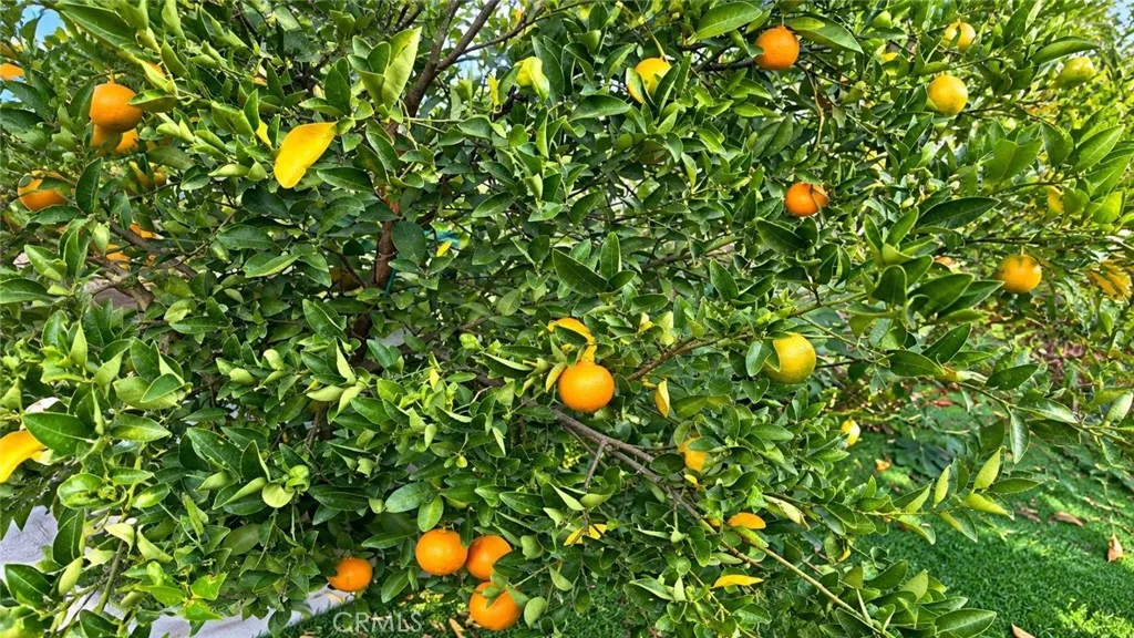 Tangerine tree