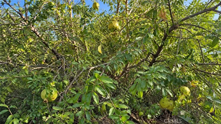 Guava Tree