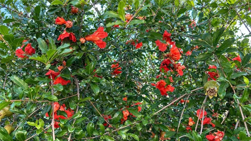 Fig Tree