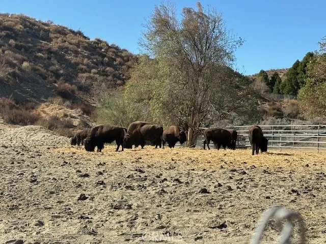 Buffalo and hillside view right across the street