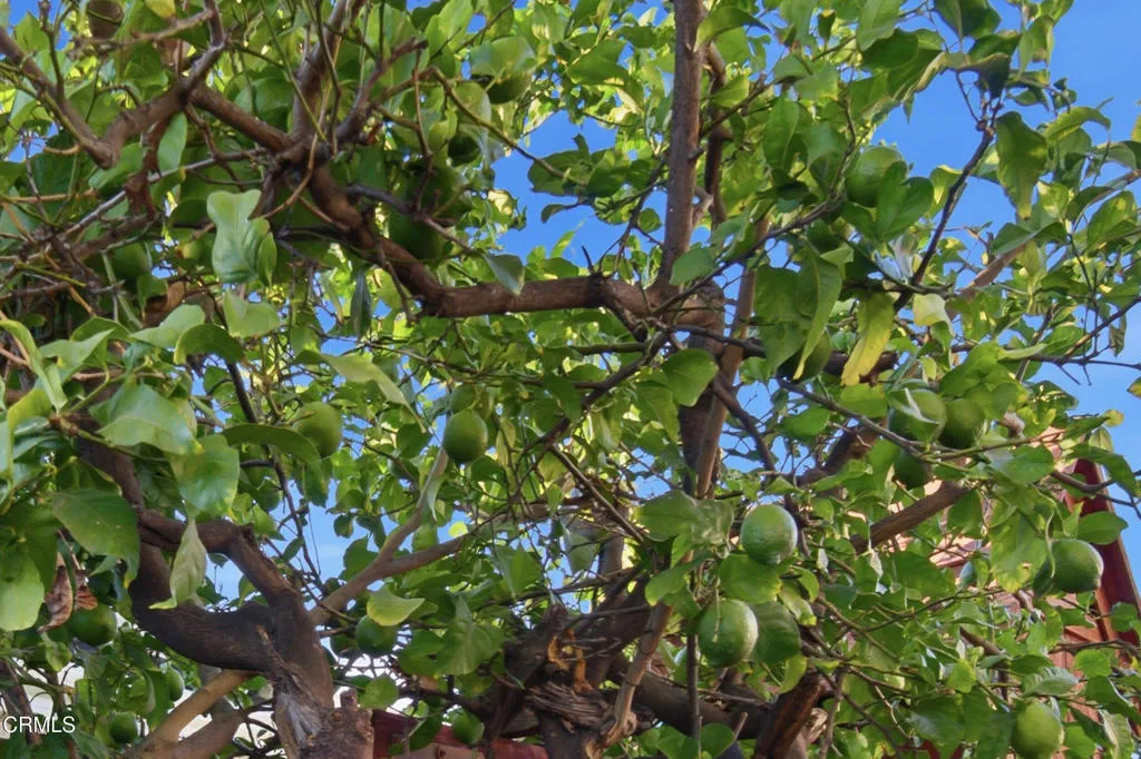 36_tree
