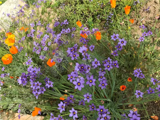 Lovely and delicate California native flowers!