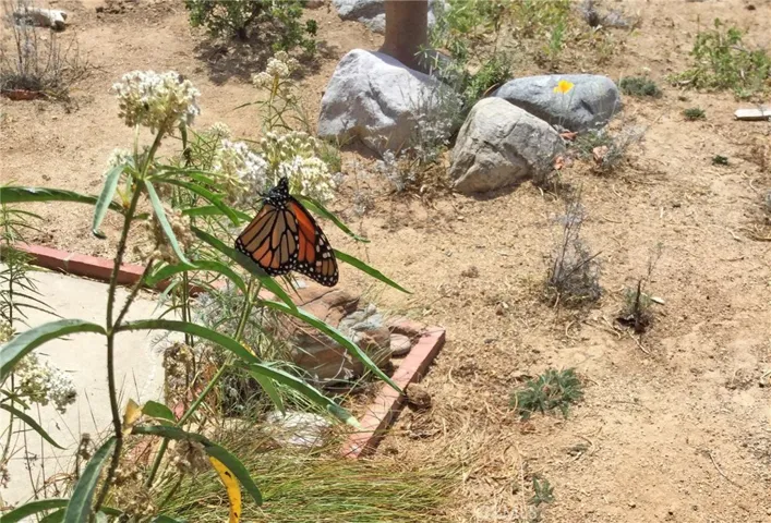 Your home is a Monarch butterfly waystation!