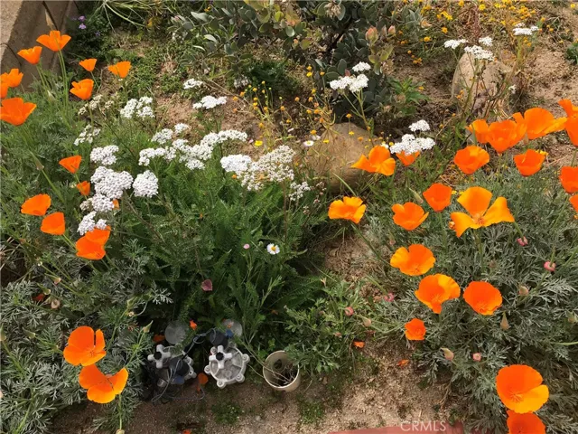 Low maintenance and beautiful.  Arranged in a decomposed granite pathway.
