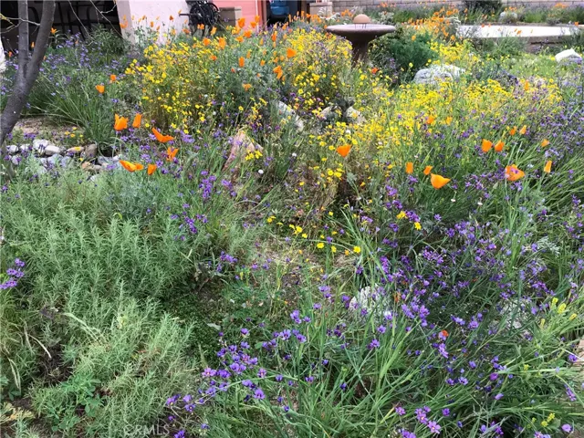 Native flowers in bloom