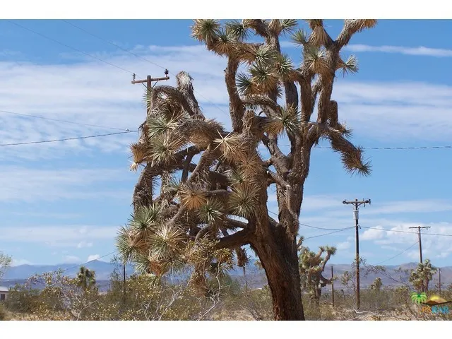 Mature Joshua Trees