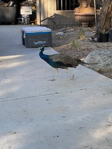 17505 Peacock 1