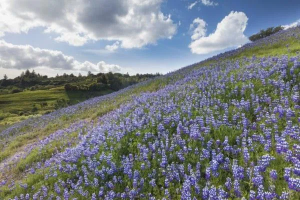 904 Lundy Lane, Scotts Valley, California 95066