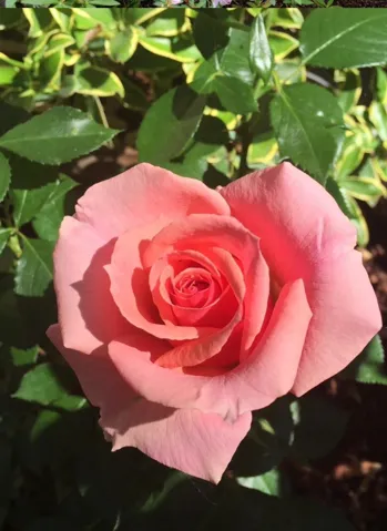 449 Alberto Way C139, Los Gatos, California 95030