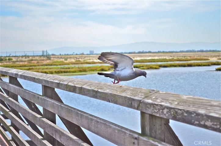 Life is good. This is all within a short bike ride:  The Bolsa Chica Wetlands.....