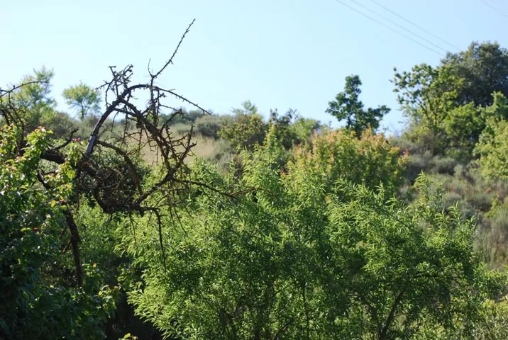 15311 Sycamore Drive, Morgan Hill, California 95037